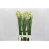 Nerine Adele