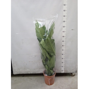 Spathiphyllum  'Sweet Sebastiano'