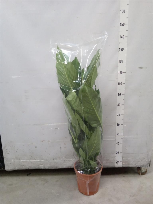 <h4>Spathiphyllum  'Sweet Sebastiano'</h4>
