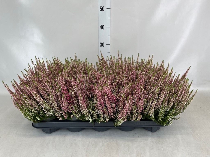 <h4>Calluna vulg. 'Beauty L Merlyn'</h4>