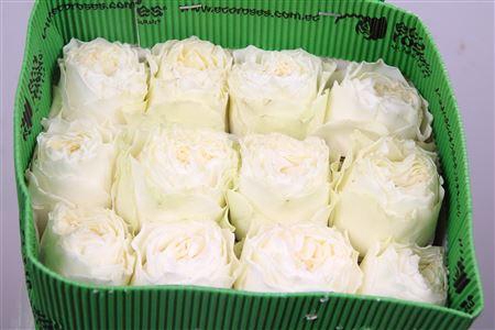 <h4>R Gr Coldplay Ec</h4>