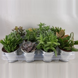189 Succulent in pot zink 8.5 cm