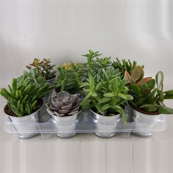 <h4>189 Succulent in pot zink 8.5 cm</h4>