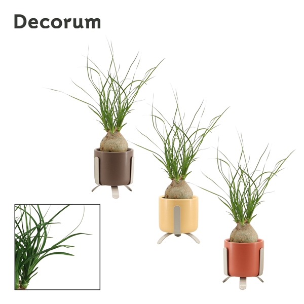 <h4>Beaucarnea bol 6 cm in Luca (Nature Love-collection)</h4>