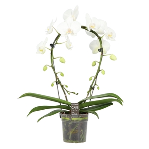 Phalaenopsis overig wit