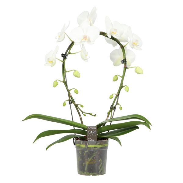 <h4>Phalaenopsis overig wit</h4>