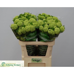 Viburnum roseum