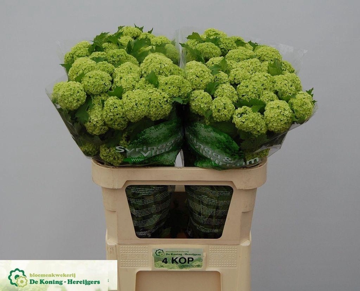 <h4>Viburnum roseum</h4>