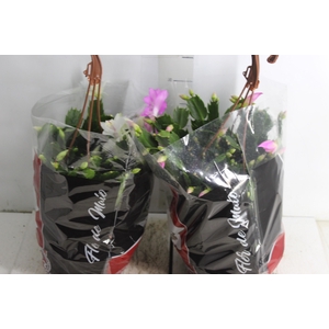 FLOR DE MAIO C21