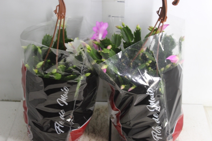 <h4>FLOR DE MAIO C21</h4>
