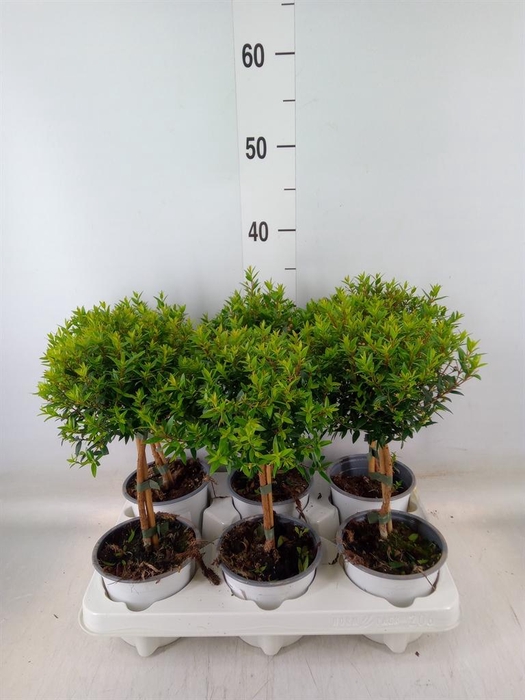 <h4>Myrtus communis</h4>