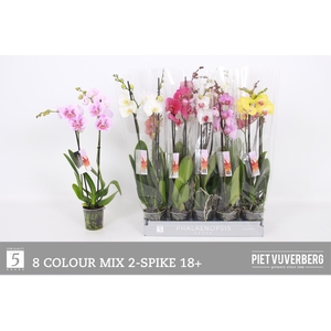 PHAL GEM 8 KL