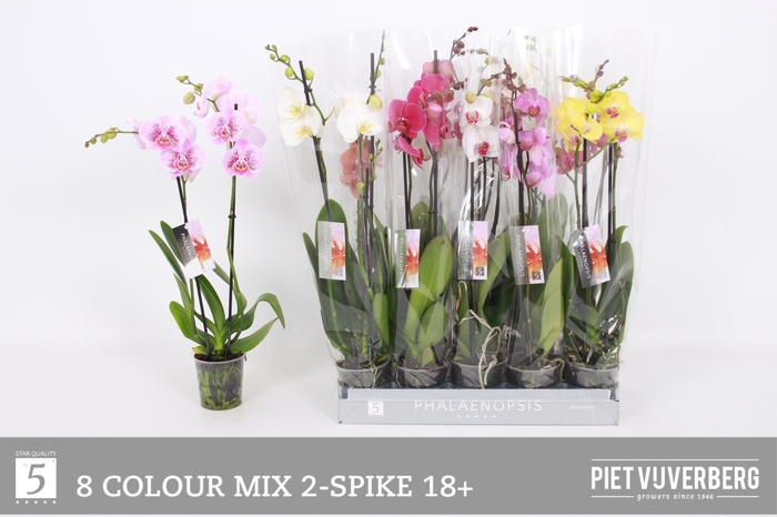 <h4>PHAL GEM 8 KL</h4>