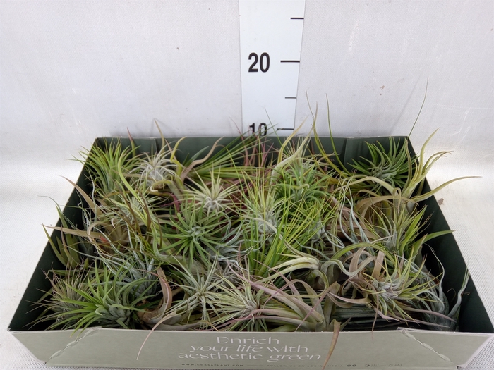 <h4>Tillandsia</h4>