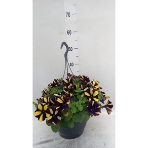 Petunia   ...