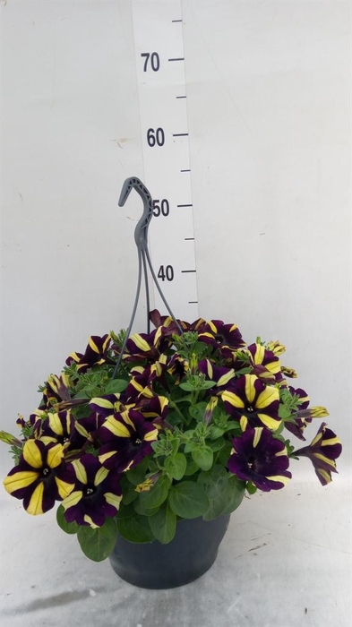 <h4>Petunia   ...</h4>
