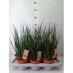 Sansevieria  'Fernwood'