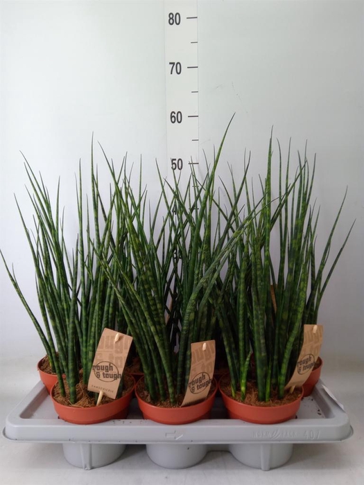 <h4>Sansevieria  'Fernwood'</h4>