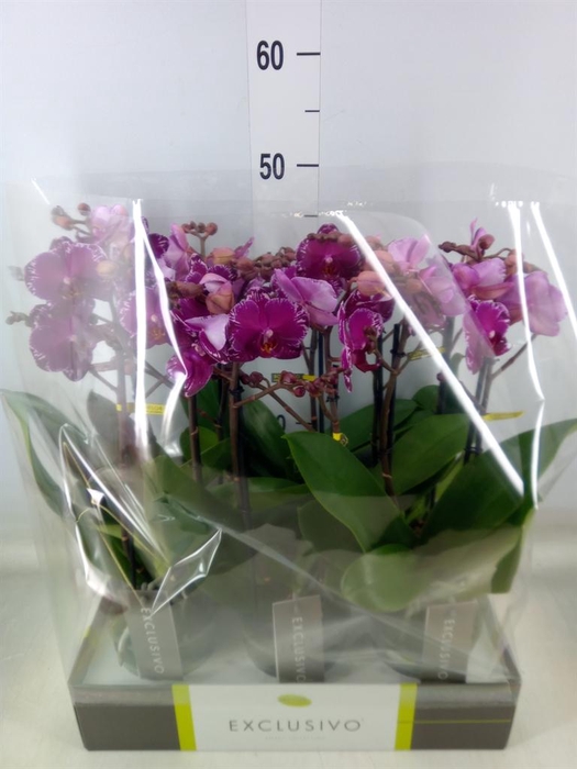 <h4>Phalaenopsis multi.   ...lilac</h4>