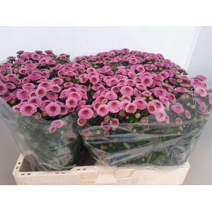 Chr S Calimero Pink