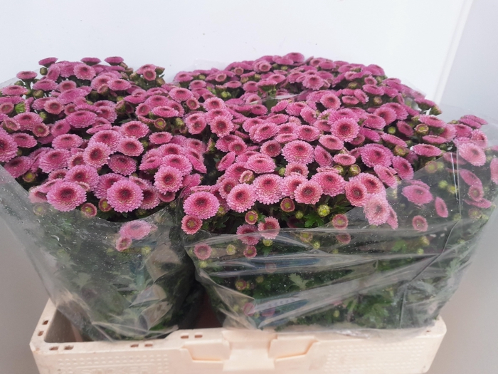 <h4>Chr S Calimero Pink</h4>