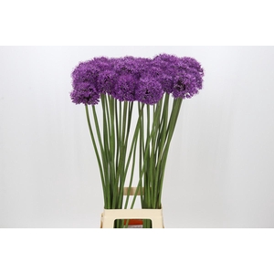 Allium Stratos