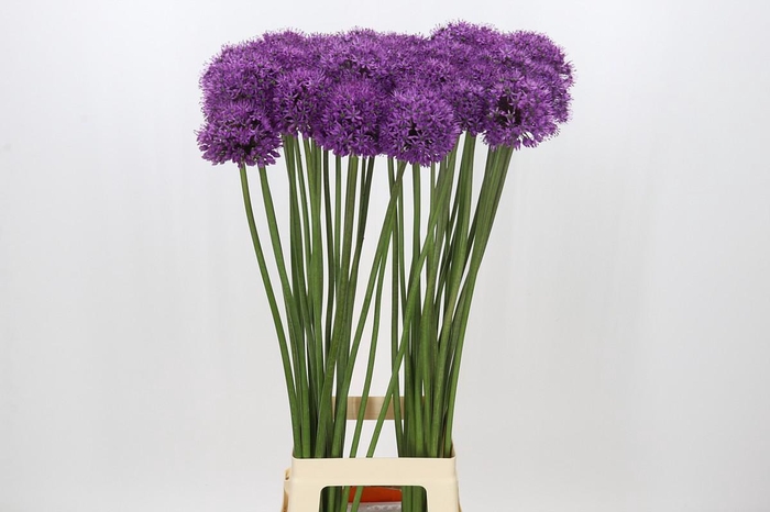 <h4>Allium Stratos</h4>