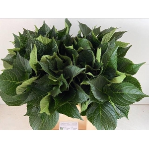 HYDR MACROPHYLL BLAD