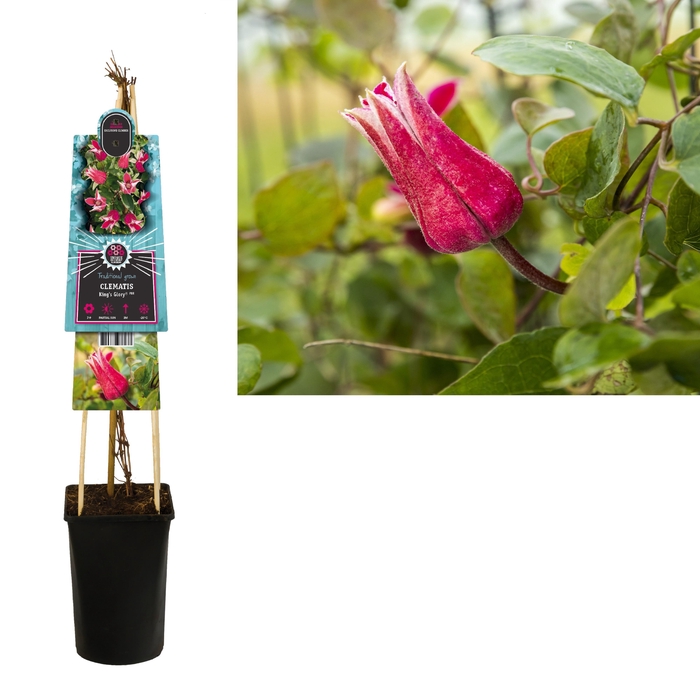 <h4>Clematis King's Glory PBR 3.0 label</h4>