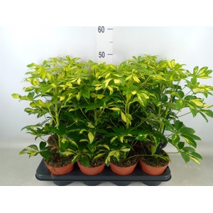 Schefflera arbor. 'Gerda'