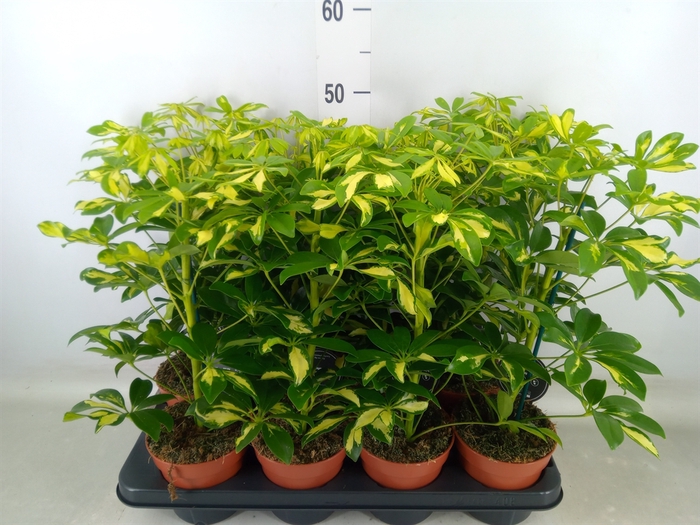 <h4>Schefflera arbor. 'Gerda'</h4>