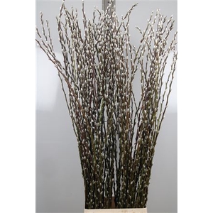 Salix C Snow Flake