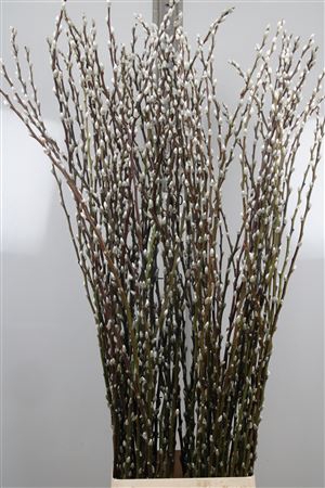 <h4>Salix C Snow Flake Xl</h4>