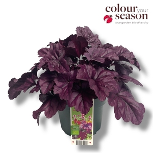 Heuchera biologisch Purple NL-BIO-01