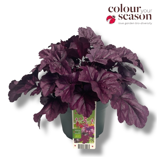 <h4>Heuchera biologisch Purple NL-BIO-01</h4>