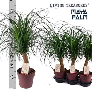 Beaucarnea Recur Maya Palm