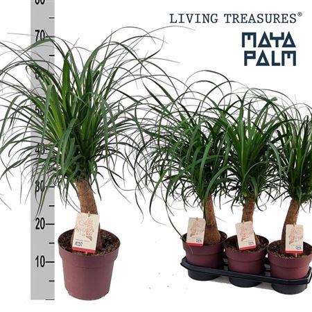 <h4>Beaucarnea Recur Maya Palm</h4>