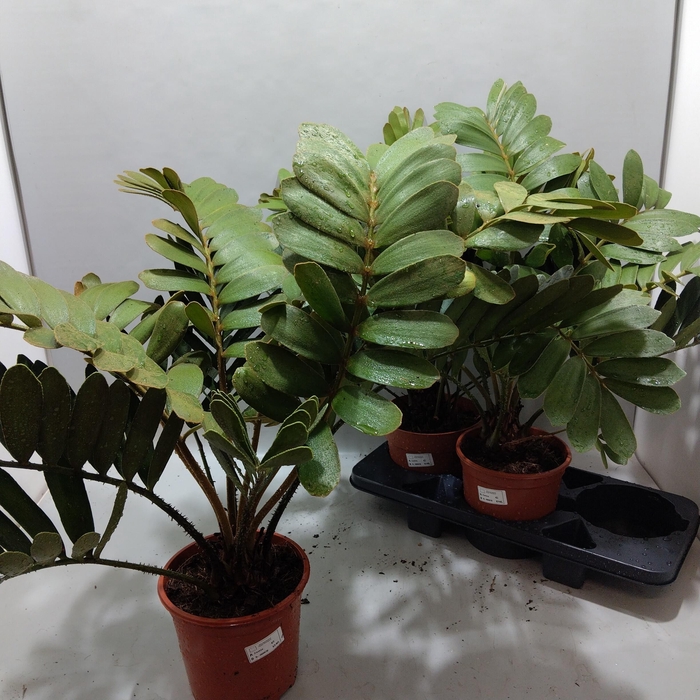 <h4>ZAMIA</h4>
