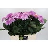 Dahlia Sweet Suprise
