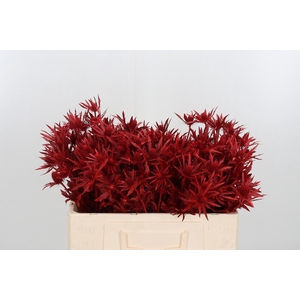 Eryn Orion Kl Bh Rood