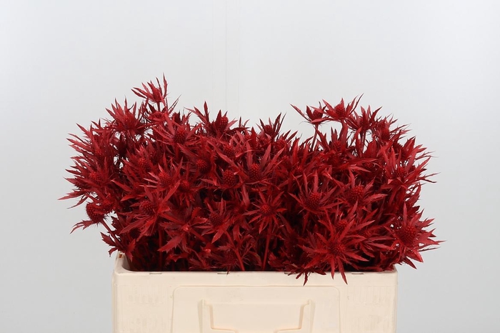 <h4>Eryn Orion Kl Bh Rood</h4>