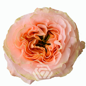 R GR PRINCESS CROWN Tessa