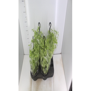 PEPEROMIA SCANDENS C21