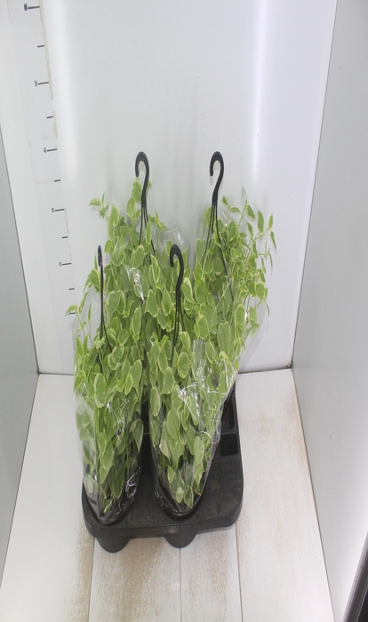 <h4>PEPEROMIA SCANDENS C21</h4>