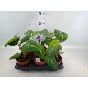 Philodendron gloriosum