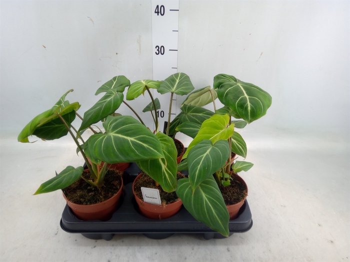 <h4>Philodendron gloriosum</h4>