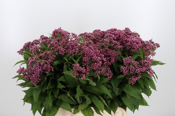 <h4>Eupatorium Purpureum</h4>