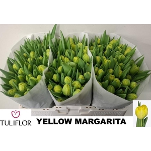 TU DU YELLO MARGARIT