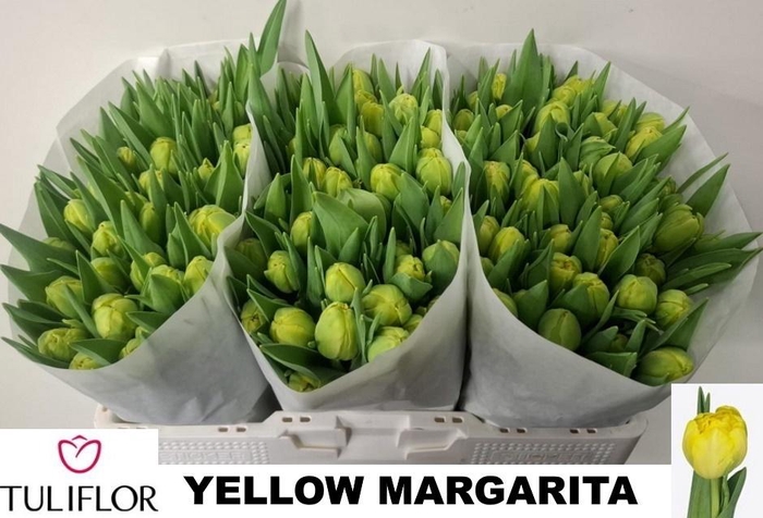 <h4>TU DU YELLO MARGARIT</h4>