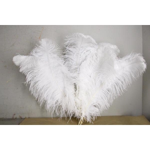 Feather Ostrich 65cm White